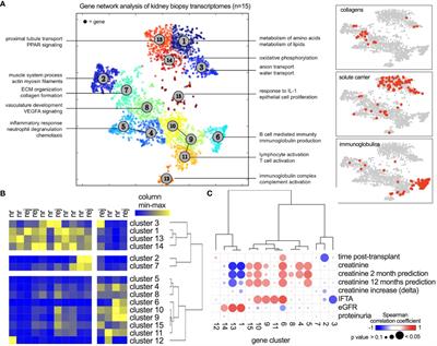 Unveiling systemic responses in kidney transplantation: interplay between the allograft transcriptome and serum proteins